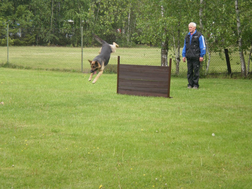 Ukázka výcviku psů