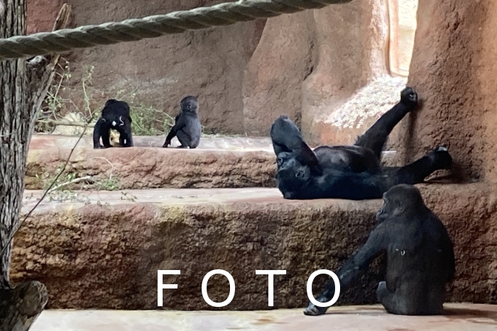 FOTOGALERIE
